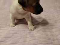 Джек Рассел терьер