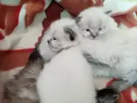 Котята Невская Маскарадная, фотография 5