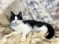 Самый ласковый Милс на свете, фотография 4