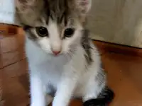 Ищу дом для котенка, фотография 4