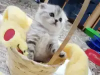 Продам шотландских котят