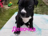 Щенки Ам стаффа, фотография 2
