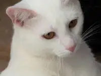 Котик в дар, фотография 2