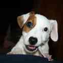 Джек Рассел терьер(девочка), фотография 7