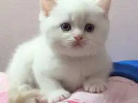 Породистые шотландские котята.