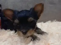 Предлогаются к продаже прелестные щенки Йоркширского терьера, фотография 3