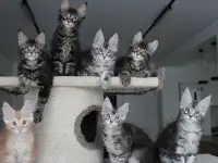 Котята мейн кун!, фотография 7