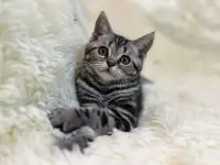 Скоттиш страйт, кошечка, котенок, окрас SFS 71 ns22, мрамор на серебре
