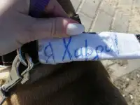 Нашелся Питбуль, фотография 2