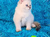 невские маскарадные котята-резерв, фотография 5