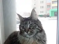 Мейн Кун, фотография 2
