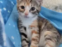 Отдам в хорошие руки котят или кошку, фотография 3