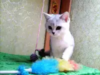 Британские котята, фотография 2
