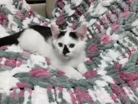 Котята в добрые руки, фотография 9