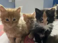 Котята Мейн-Кун, фотография 9