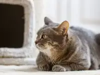 Серая полосатая кошка Эльза в дар!, фотография 2
