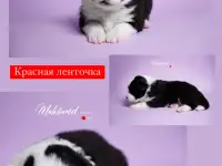 бордер-колли щенки из питомника, фотография 8