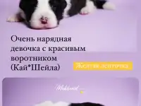 Щенки бордер колли, фотография 2