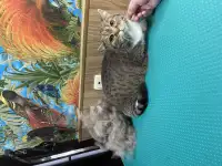 Грумер кошек, фотография 2