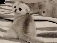 Шотландские котята., фотография 5