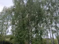 Продам новый дом рядом с березовой рощей в С/Т Дубрава-Мапид Воложинский р-н Раковский с/с, фотография 11