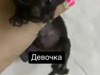 Породный Корниш-рекс, фотография 4