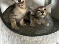 Ориентальные котята, ориенталы., фотография 8