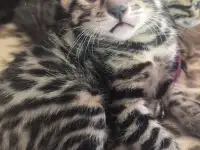 Бенгальские котята, фотография 3
