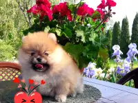 девчулькишпицульки, фотография 6