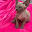 Котята канадского сфинкса, фотография 7