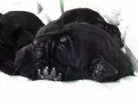 Щенки кане корсо, фотография 3