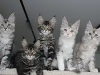 Мейн-кун котята, фотография 3