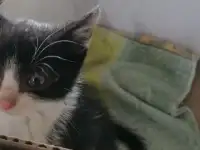 Котёнок ищет дом