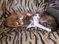 Котики, фотография 2