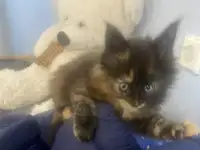 Котята Мейн-Кун, фотография 6