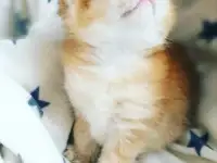 ЗОЛОТАЯ ШИНШИЛЛА шотландские котята