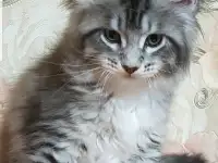 Кошечки мейн-кун, фотография 5