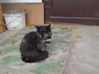 Отдам в хорошие руки, фотография 4