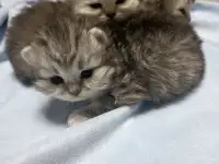Шотландские хайленд, фотография 5
