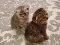 Котята, фотография 11