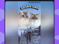 невские маскарадные котята-резерв, фотография 9