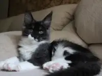 Мейн-кун кошечка!, фотография 4