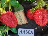 САЖЕНЦЫ КЛУБНИКИ - 50 сортов - купить в России - Псковская Брянская