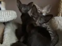 Ориентальные котята, ориенталы., фотография 10
