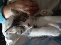 Отдам котят в добрые руки! Даром!, фотография 2