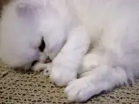 Продажа шотландского котенка, фотография 3