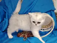 Шотландские котята., фотография 2