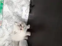 Персидские котята, фотография 3