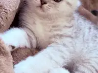 Шотландский вислоухий котенок, фотография 3