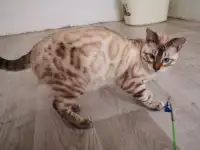 Бенгальские котята мальчики и девочки, фотография 10